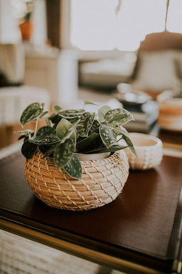 potted indoor plant inside woven basket coffee table 54545